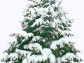 Christmas_Tree_194.md-min