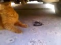 Кот и змея
