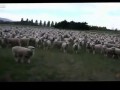 Овцы на митинге очень напоминают стадо людей
