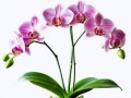 pngtree-blooming-orchid-in-terracotta-pot-png-image_155385099