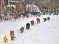 соседнего села Пришла девка - весела!