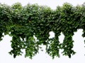 Arbol-_0012_Layer-1