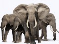 elephants_PNG1879 (1)