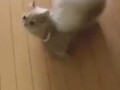 за белочка тут бегает
