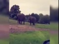 Elephant Blows Itself With It's Trunk