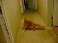 Кот тренируется паркуру
