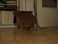 Кот дёргается от метронома!