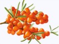 sea_buckthorn_PNG24856