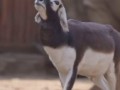 Male antelopes adopt unique walking patterns