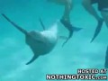 Dolphin rape
