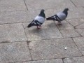 Pigeons - What is love