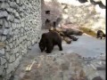 Медведь поймал голубя