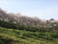 Sakura 2013 in Japan