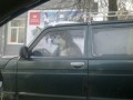 водитель-собака
