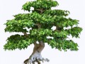bonsai2