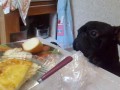 Арчи хочет кушать. Он всегда хочет кушать.