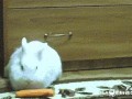 кролик-хомяк