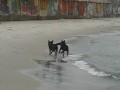 Собаки на пляже: Каша и Ити