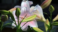 IMG_8892 копия