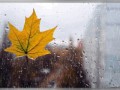 Осень.дождинки на окне