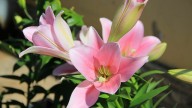 IMG_8905 копия