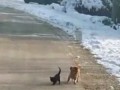 Собака спасает котенка
