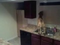 dog escapes from kitchen!
