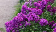 IMG_0004 копия