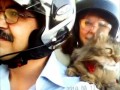 Trilly cat goes for a motorbike ride