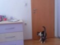 Двери открывет кот
