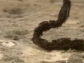 змея vs муравьи