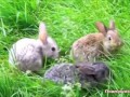 К чему снится заяц (кролик) | СОННИК