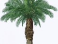 пальма 2
