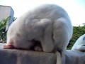 Спящий кот-йог