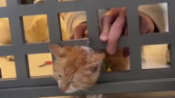 Its always orange cat thing