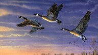 Morning Flight – Canada Geese