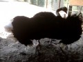 Брачный танец страуса