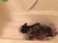 Собака в ванне