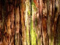 кора1
