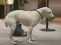 VW Polo Singing Dog ad