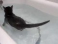 Водоплавающий кот (Swimming in Bath cat)