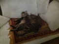 Коты Вася