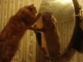 Кот наказывает свое отражение