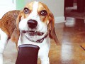 Leaf Blower Dog
