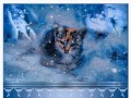 Котенок-в-снегу_01