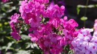 IMG_0021 копия