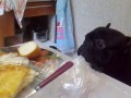 Арчи хочет кушать. Он всегда хочет кушать.