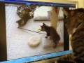 Кошка ищет своих котят