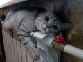 1413137571_nachalo_otopitelnogo_sezona