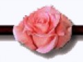 _7_arnusha